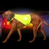 Karlie SAFETY-DOG Sicherheitsweste - Gelb - S